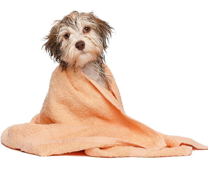 shaggy-dog-in-towel.png